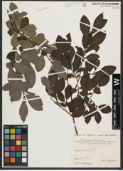 Foto von Salix appendiculata Vill.